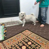 فروشی|سگ|نسیم‌شهر, |دیوار