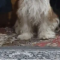 یک جفت سگ دو قلو نر و ماده 7 ماهه شیتزو