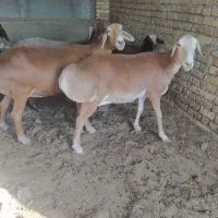 دو عدد میش چینی ابستن