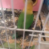 طوطی کوتوله|پرنده|اصفهان, کوی ولی عصر|دیوار