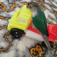 گمشده|حیوانات|بوکان, |دیوار