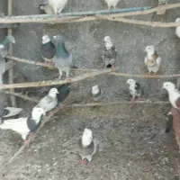 کفتر پرشی