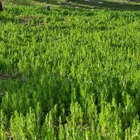 کودمرغی خشک وخرمن‌کوب شده