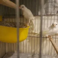 جفت قناری نرو ماده