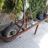 فرقون صحرایی