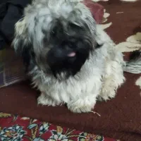 نر یک ساله|سگ|گرگان, |دیوار