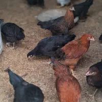 مرغ تخم گذار، جوجه ۶ ماهه اماده تخمگزاری|حیوانات مزرعه|تهران, وردآورد|دیوار