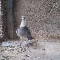 مسافتی پلاکی. ویگن|پرنده|مشهد, حسینآباد|دیوار