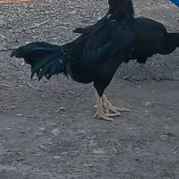 مرغ و خروس لاری