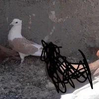 پشت زرد کاکلی نر|پرنده|سرایان, |دیوار