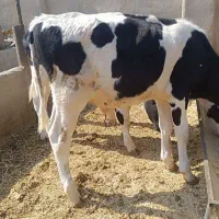 فروش ۵راس گوسالع|حیوانات مزرعه|قزوین, |دیوار