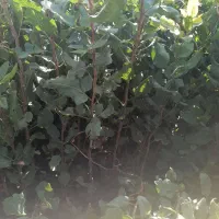 نهالستان پسته مجوز دار همراه با لیبل|خدمات باغبانی و درختکاری|فردوس (خراسان), |دیوار