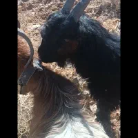 بزغاله تگه|حیوانات مزرعه|سامان, |دیوار