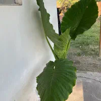 گل بابا ادم