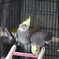 عروس دستی|پرنده|سبزوار, نواب صفوی|دیوار