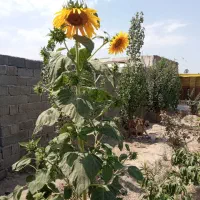 باغچه-190متری-با-در-ماشین-رو-با-گل-درختان-میوه-دار