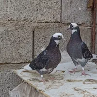 کفتر شازده سیاه جوجه باخت رفته ( یک کت رنگ صورتی )