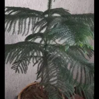 کاکتوس و گل|گل و گیاه طبیعی|شاهین دژ, |دیوار