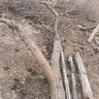 چوب درخت  هیزم