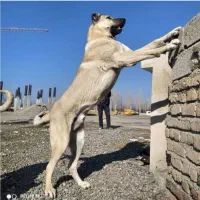 توله سگ سرابی