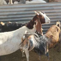 گوسفند بز دورگ