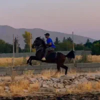 خرید و فروش اسب