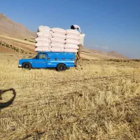 کاه|خدمات باغبانی و درختکاری|نورآباد, |دیوار