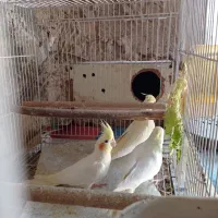 عروس هلندی بالغ و تخم گذار