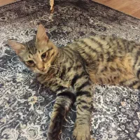 گربه جهت واگذاری با شرایط