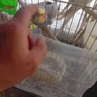 جفت عروس هلندی|پرنده|گلبهار, شهر جدید گلبهار|دیوار