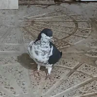 کبوتر شهری|پرنده|شیراز, شهرک مهدی‌آباد|دیوار