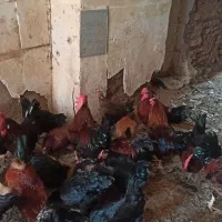 فروش مرغ و خروس|حیوانات مزرعه|باشتین, |دیوار