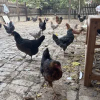 فروش ۳۰عدد مرغ