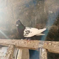 کبوتر سینه سیاه|پرنده|قرچک, مهدیه|دیوار