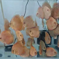 ماهی دیسکس  گرید a