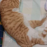 واگذاری رایگان گربه نارنجی نر