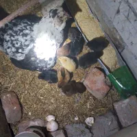 مرغ همراه با جوجه‌