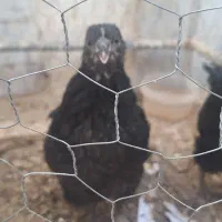 جوجه ۴ ماهه بزرگ سرحال|حیوانات مزرعه|قم, نیروگاه|دیوار