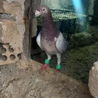 کفتر