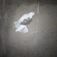 نروماده نرسبزماده یکت