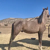 خرید و فروش اسب پالانی باری