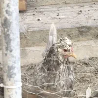 جوجه مرغ محلی|حیوانات مزرعه|اصفهان, کشاورزی|دیوار