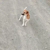 پاکوتاه برای باغ