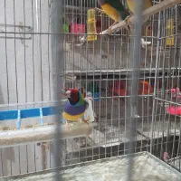 فنچ گلدین بالغ