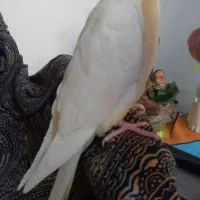 عروس هلندی سخنگو