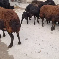 گوسفند|حیوانات مزرعه|لیلان, |دیوار