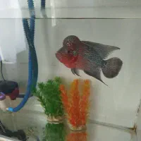 ماهی فلاور زیبا رد دراگون ۴یا ۵بندی