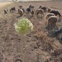 بز قیمت مناسب|حیوانات مزرعه|پیر سلیمان, |دیوار