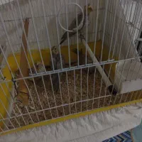 جوجه عروس هلندی