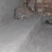 خرگوش ماده